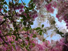 -深圳国际园林花卉博览园