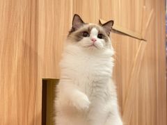-袖虎·猫馆(体育西路店)
