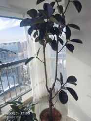 -HEYAN荷妍专业脱毛连锁机构