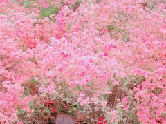 -木兰云雾山