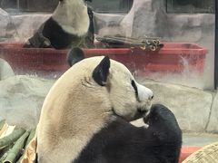 -栾川竹海野生动物园