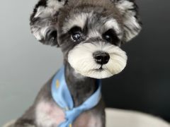 -翊宠yipet猫狗购宠庄园犬舍•猫舍