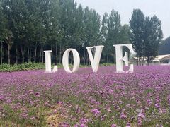 紫海香堤香草艺术庄园-紫海香堤香草艺术庄园