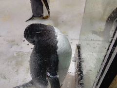-大连圣亚海洋世界