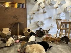 -楼上猫咖(罗湖店)