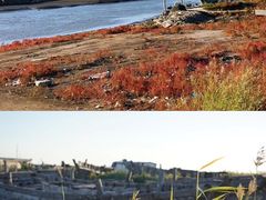 -红海滩国家风景廊道