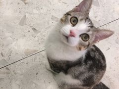 -飞行喵MR PILOT|猫舍·猫咖(静安大融城店)
