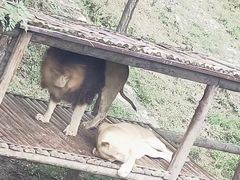 -石家庄市动物园