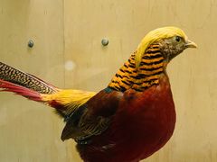 -陕西自然博物馆