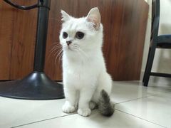 -鼓捣猫呢主题猫咖店