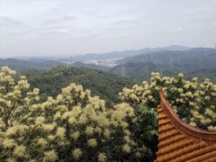 -大屏嶂森林公园