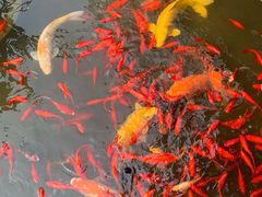 -聚缘堂·海鲜私房菜(松岭路店)