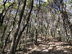 -西湖风景区十里琅珰-五云山