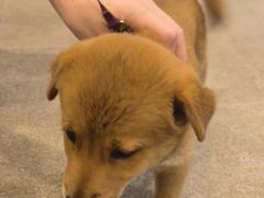 -宠颐生汉谟拉比宠物医院