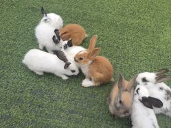 点击看大图 -萌宠亲子动物乐园(槐房万达店)