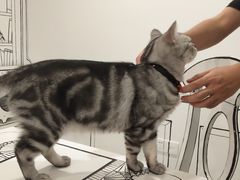 -白夜2D咖啡馆