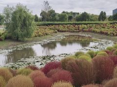 -春花秋色城市公园