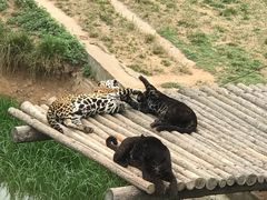 -西霞口神雕山野生动物世界