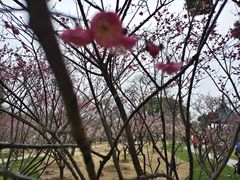 -无锡梅园公园
