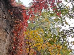 -天津盘山风景名胜区