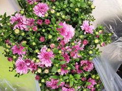 -金科花卉市场