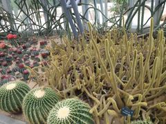 -深圳仙湖植物园