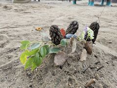 -阳澄湖费尔蒙酒店