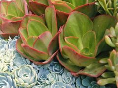 -木王宴语·野生鲜菌火锅(玉河店)
