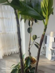 -HEYAN荷妍专业脱毛连锁机构