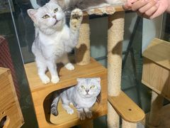 -more than meow吴止猫主题餐厅(承德 中船汇店)