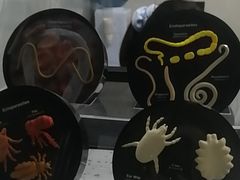 -半岛宠物医院24小时(白果林店)