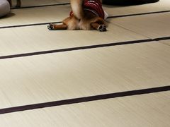 -逗柴咖啡屋·狗咖猫咖宠物桌游
