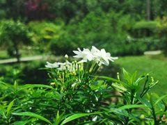 -中国科学院西双版纳热带植物园