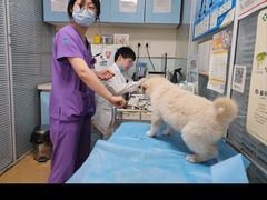 -瑞派·关忠动物医院·猫专科·犬专科(三环新城店)