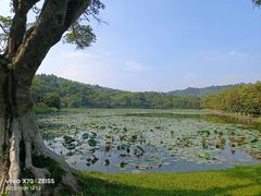 -番禺大夫山森林公园