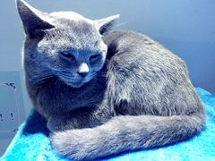-喵的天空名猫咖啡馆·撸猫·猫舍·用品