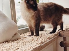 -Cappucimeow猫咪咖啡馆(韦伯时代店)