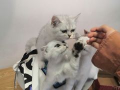 -Heymao猫咖.咖啡厅(东门店)