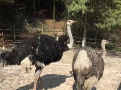 -贵州森林野生动物园