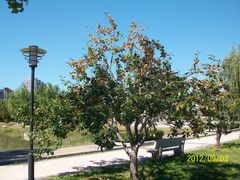 东园景色1-立水桥公园