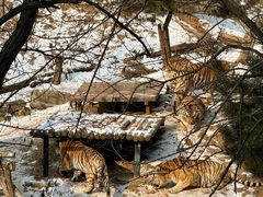 -大连森林动物园