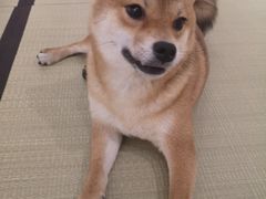 -逗柴咖啡屋·狗咖猫咖宠物桌游