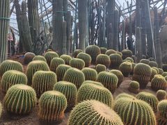 -南山植物园