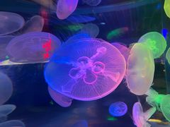 -太平洋海底世界