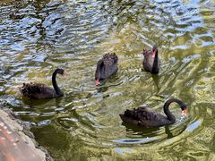 -石家庄市动物园