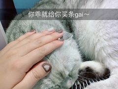 -喵的天空名猫咖啡馆·撸猫·猫舍·用品