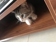 -猫大福·Fortune Cat猫舍(百子湾店)