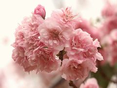 -天适樱花悠乐园