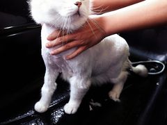 -中农大我爱我爱动物医院·核磁CT·猫病·24小时夜诊中心(石佛营店)