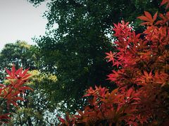 -成都杜甫草堂博物馆